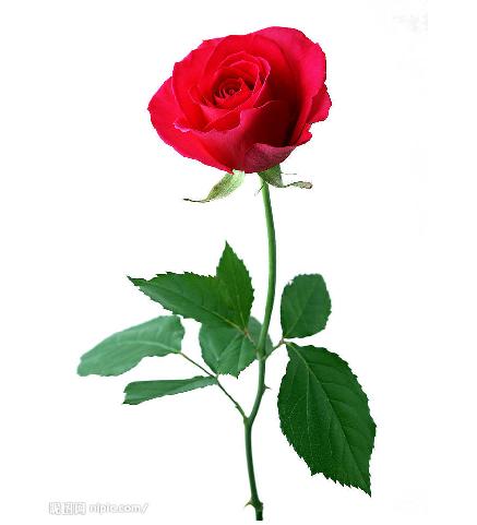征<em>女友生日</em>祝福-征集<em>点子</em>-猪八戒网