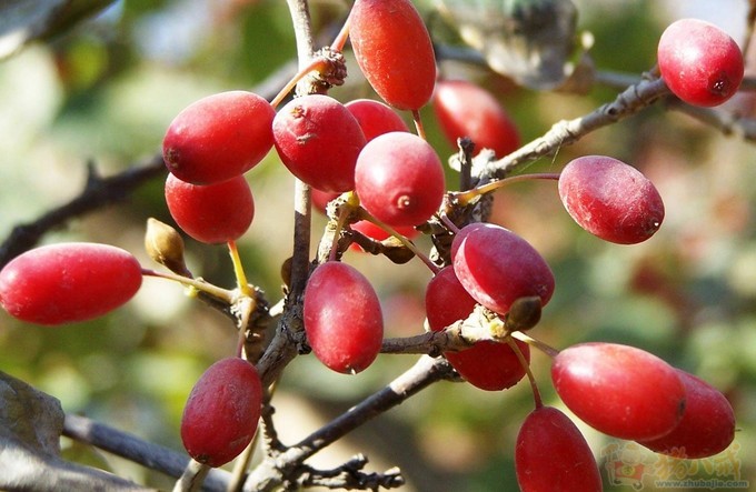 <em>朱姓女宝宝取名</em>任务-<em>宝宝起名</em>-猪八戒网