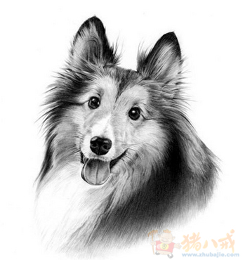 征宠物狗素描<em>图片</em> - 商品<em>图片</em>处理 - <em>照片</em>处理 -