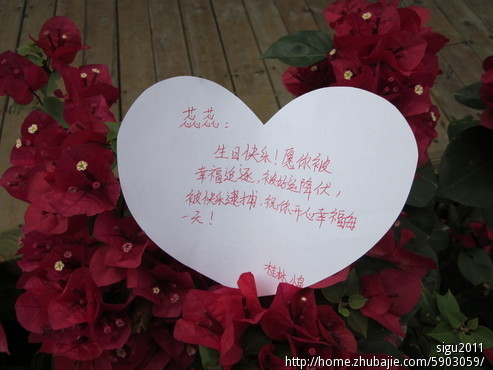 一个<em>女孩</em>过<em>20岁生日</em> 收集<em>祝福</em>卡片 谢谢了!-猪
