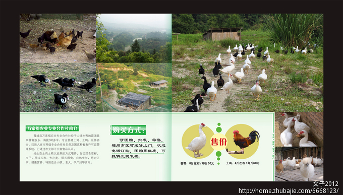 土鸡土鸭简介折页设计 文子2012 投标-猪八戒网